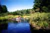 Beaver dams on Tim River